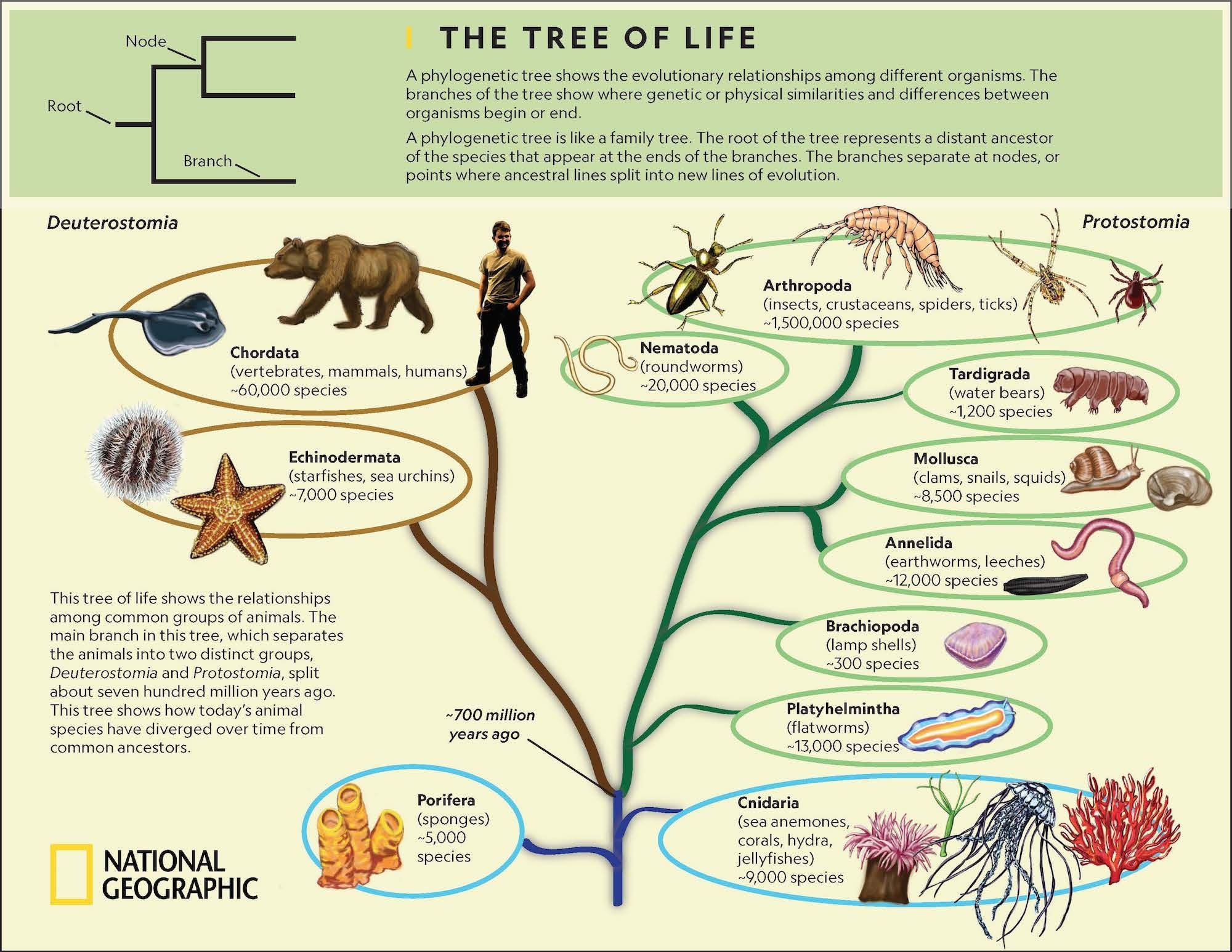 phylogenetic tree of life