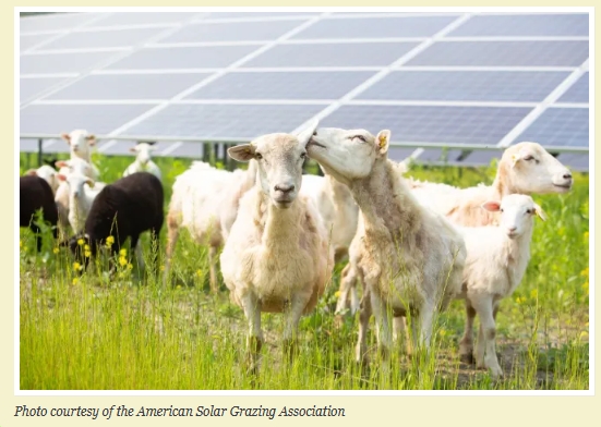 Ivy Main: “If localities cared about saving farmland, they would approve more solar.”