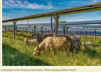 Ivy Main: “Farmers are finding that cattle also thrive among solar panels – and they will get their chance to prove it in Virginia.”